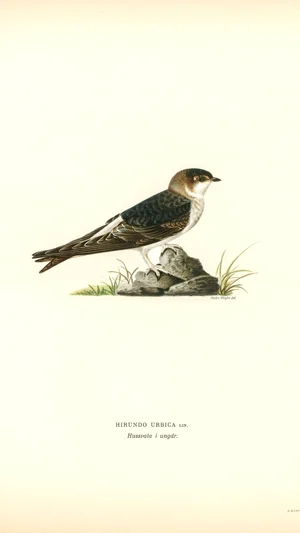 Common House Martin (juvenile)