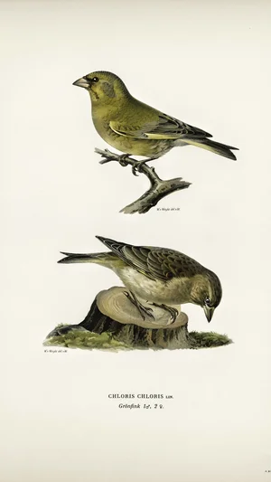 Two Greenfinches (Chloris chloris Lin.)