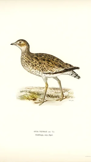 Little Bustard (Otis tetrax)