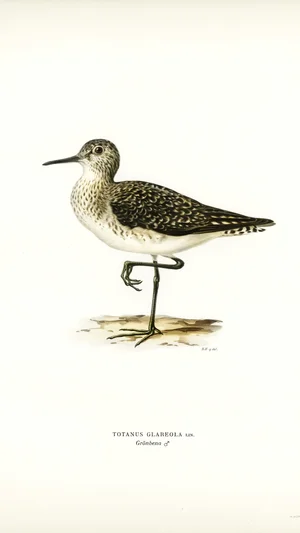 Wood Sandpiper (Totanus Glareola)