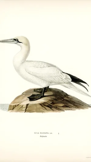 Fou de Bassan (Sula bassana)