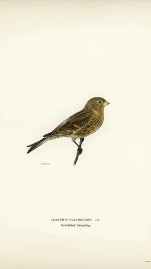 Acanthis flavirostris (Twite)
