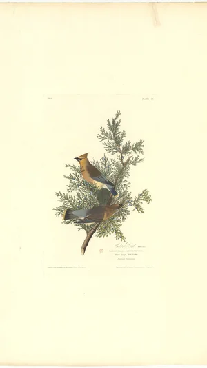 Cedar Bird (Cedar Waxwing)