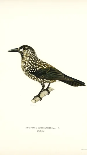 Nucifraga Caryocatactes (Cascanueces común)