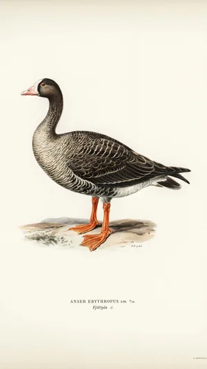 Lesser White-fronted Goose (Anser erythropus)