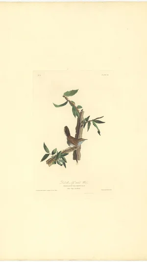 Bewick-Zaunkönig (Troglodytes Bewickii), Tafel 18