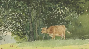 Cow in Pasture