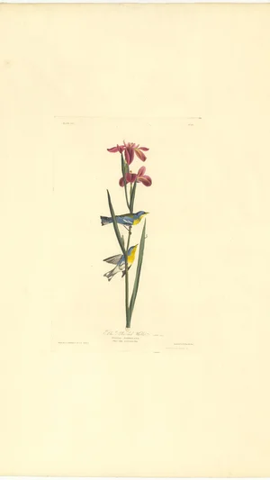 Blue-winged Warbler and Louisiana Flag (Plate 113)