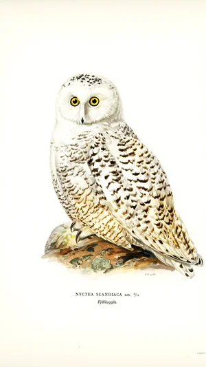 Snowy Owl (Nyctea Scandiaca)