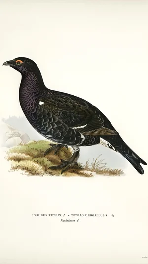 Rackelhahn (Hybrid of Black Grouse and Capercaillie)
