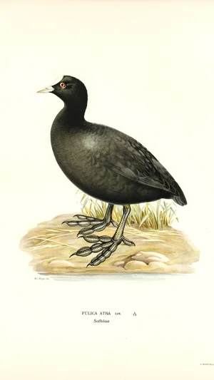 Eurasian Coot (Fulica atra)
