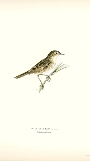 Grasshopper Warbler (Locustella naevia)