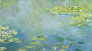 Waterlilies