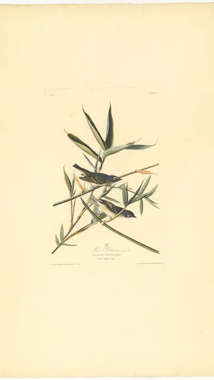 Vireo Solitarius, or Solitary Flycatcher, Plate 76