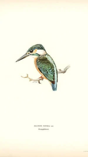 Common Kingfisher (Alcedo ispida)