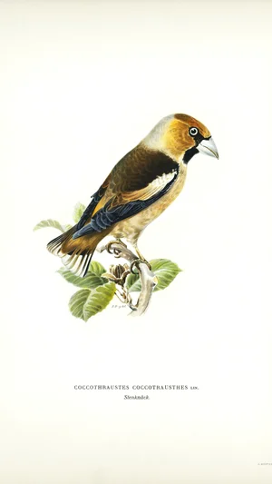 Hawfinch
