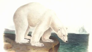 Polar Bear on a Rocky Shore