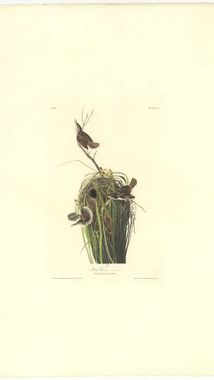 Marsh Wren (Troglodytes palustris), Plate 165