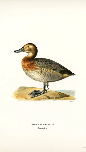 Illustration of a Female Common Pochard (Nyroca ferina)