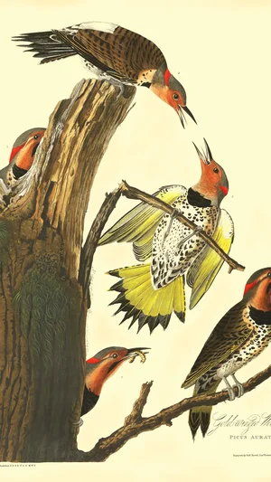 Gold-winged Woodpecker (Northern Flicker)