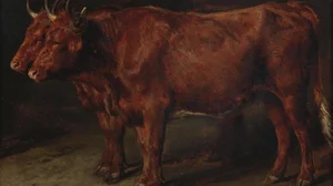 A Pair of Oxen