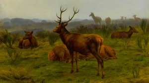 The Monarch of the herd