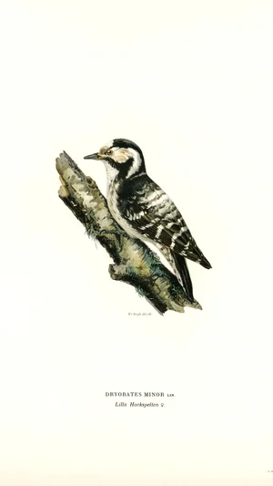 Lesser Spotted Woodpecker (female)