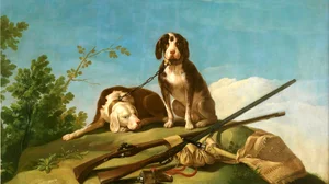 Dogs and Hunting Gear