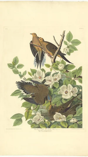 Carolina Turtle Dove (Columba Carolinensis)