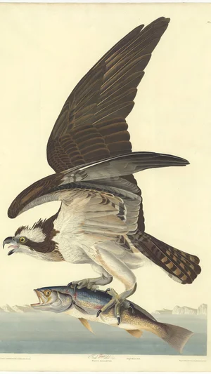 Osprey