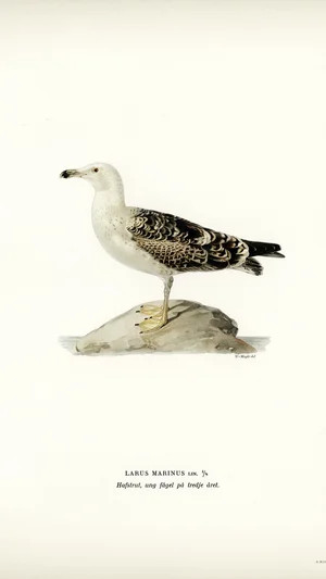 Larus Marinus (Great Black-backed Gull), Young Bird in Its Third Year