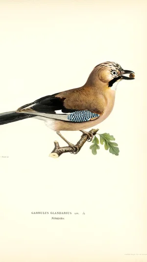 Geai des chênes (Garrulus glandarius)