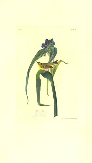 Swainson's Warbler (Plate 30)