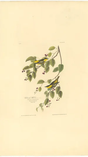 Carbonated Warbler (Sylvia Carbonata)