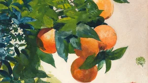 Oranges on a branch