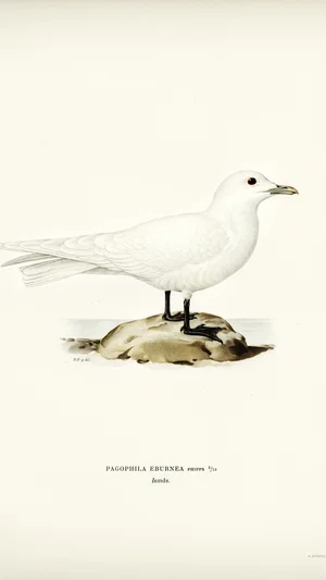 Ivory Gull (Pagophila Eburnea)