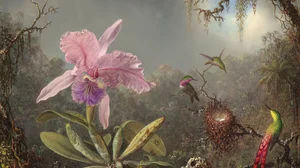 Cattleya Orchid and Three Hummingbirds