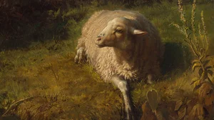 A Sheep at Rest