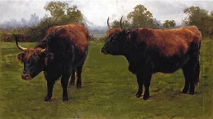 Two Bulls Grazing