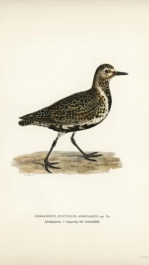 European Golden Plover (Pluvialis apricaria), moulting into winter plumage