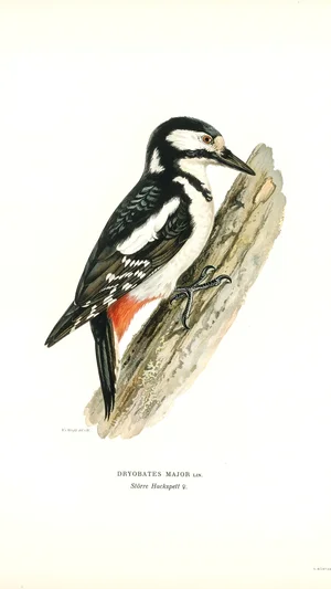 Great Spotted Woodpecker
