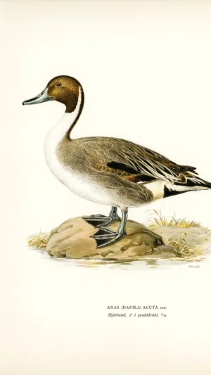 Northern Pintail Duck