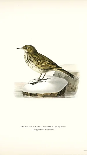 Rock Pipit (Anthus Spinoletta Rupestris) in Winter Plumage