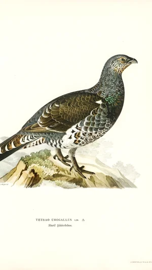 Capercaillie (Tetrao Urogallus)