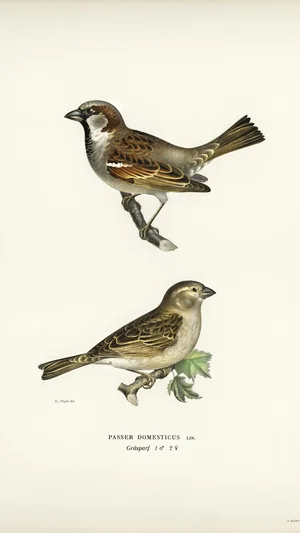House Sparrows (Passer domesticus), Male and Female
