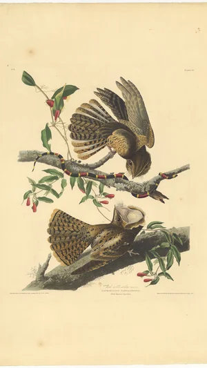 Chuck-will's-widow. Male 1. F. 2.