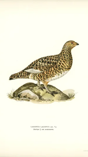 Willow Ptarmigan in Summer (Lagopus lagopus)