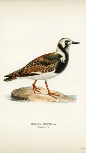 Ruddy Turnstone (Arenaria interpres)