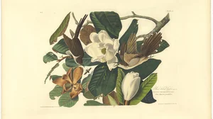 Black-billed Cuckoo (Coccyzus erythropthalmus) and Great Magnolia (Magnolia grandiflora), Plate 32