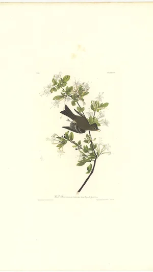 Wood Pewee (Muscicapa Virens)